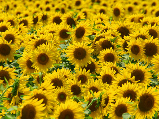 431272 (a): :1600x1200